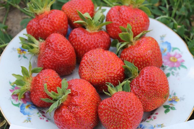 The history of the Kimberly strawberry variety