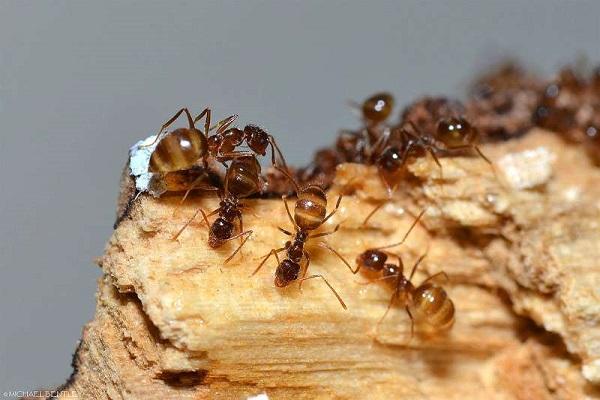 إبادة النمل