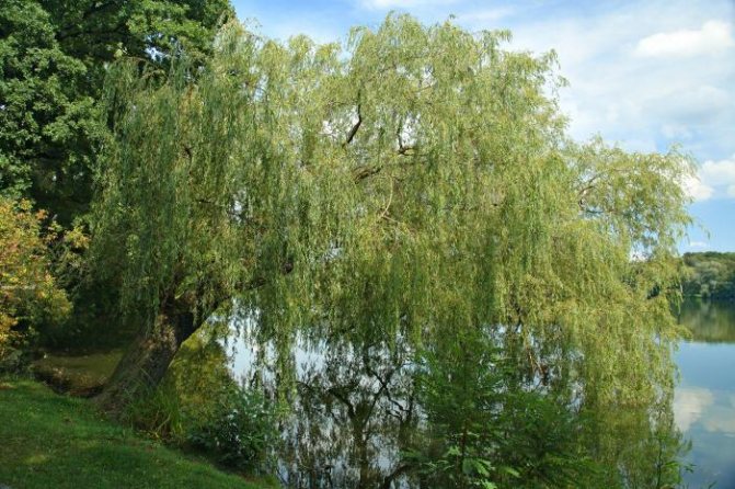 gambar pokok willow