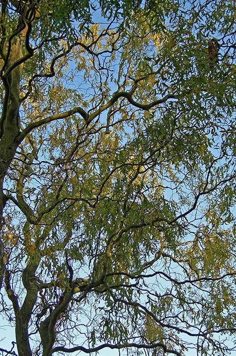 willow berliku-liku, cabang-cabang willow yang berliku-liku