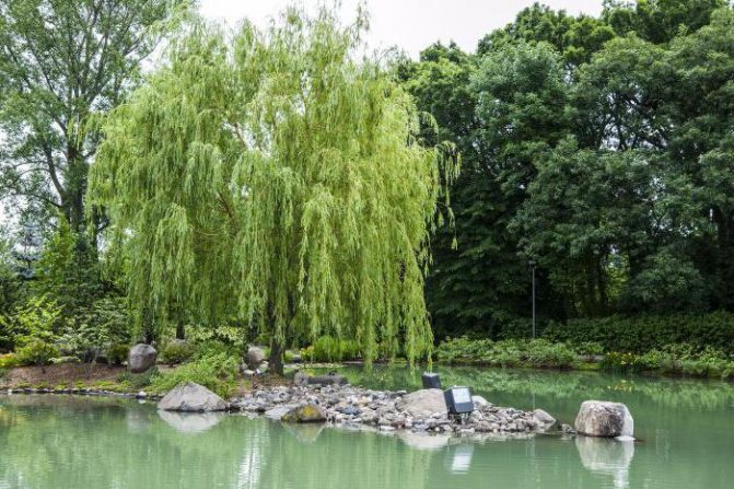 Sinuous willow - description of planting and care of photos in landscape design video