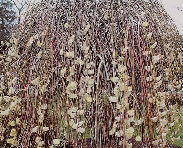 penjagaan pendula kambing willow