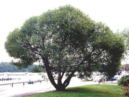 gambar rapuh willow