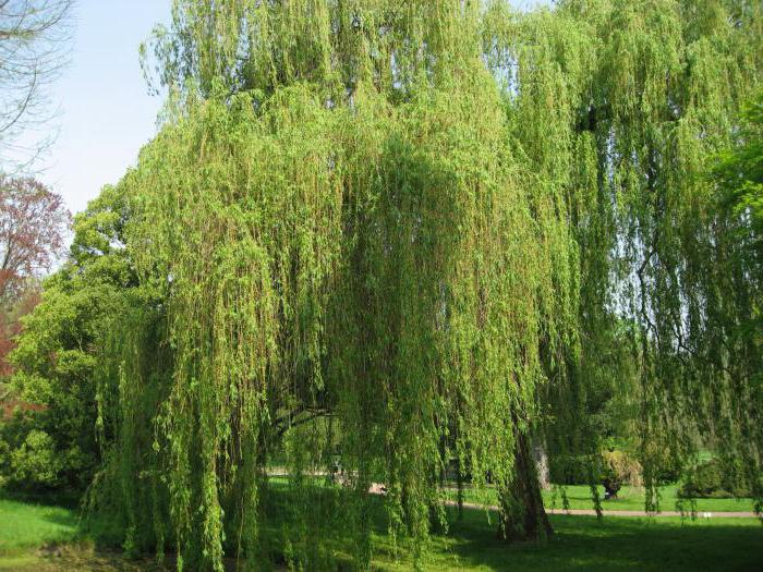 willow purple