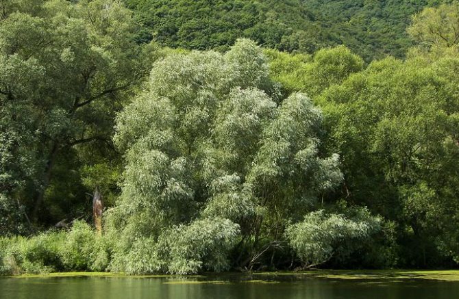 Willow växer längs vattenkropparna och bildar ofta snår och stora lundar
