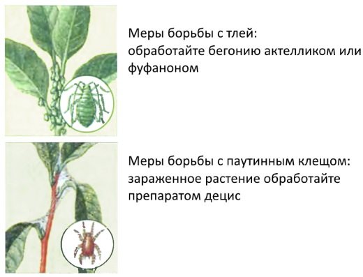 Floarea Ivan da Marya. Foto, descriere, unde crește, proprietăți utile, begonie de interior