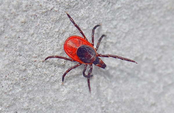 Ixodes ricinus is the main vector of encephalitis in the European part of Russia.