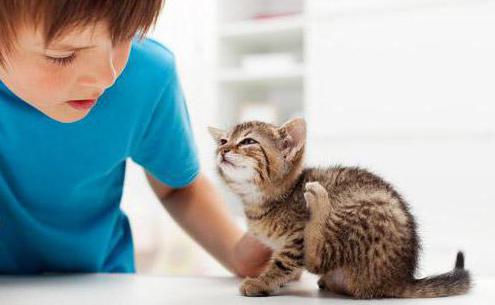 get rid of fleas from a cat with folk remedies