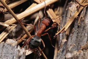 تخلص من النمل في الدفيئة