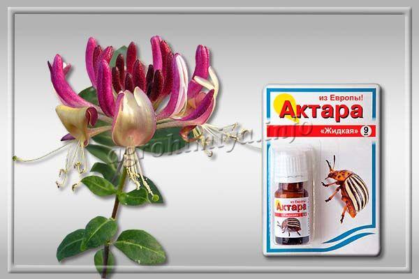 Можете да се отървете от насекоми, като третирате храсти с инсектициди като Confidor, Aktara, Biotlin.