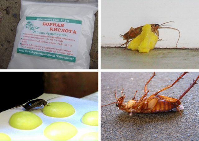 Zbavte se švábů jedovatými látkami