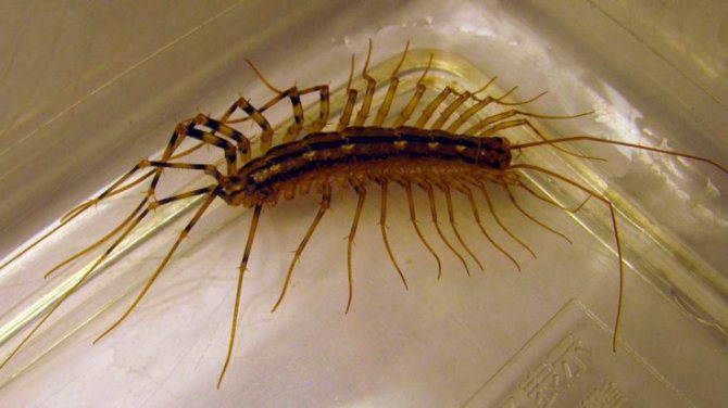 Scăpăm de centipede pe site, în casă, în apartament