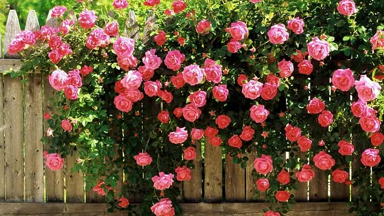Hedge in roses