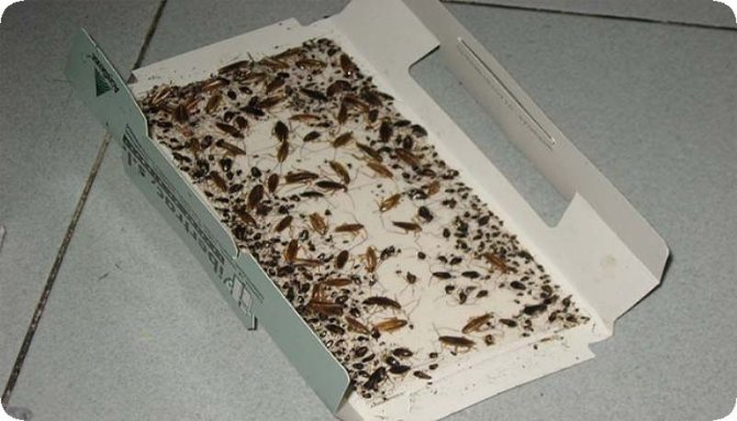 We make simple and effective cockroach traps ourselves