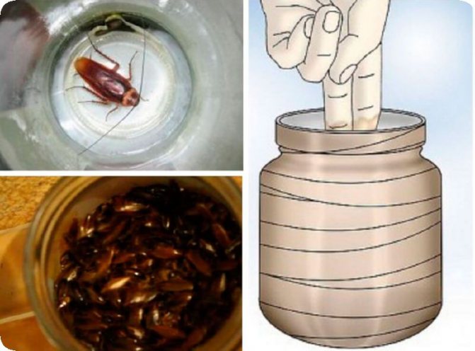 Ние сами правим прости и ефективни капани за хлебарки