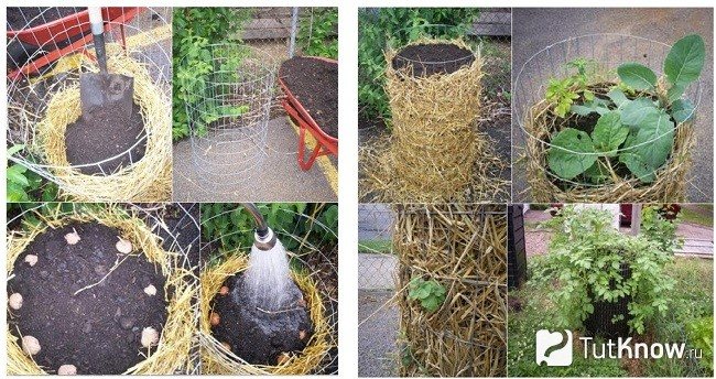 Making a tower for growing potatoes