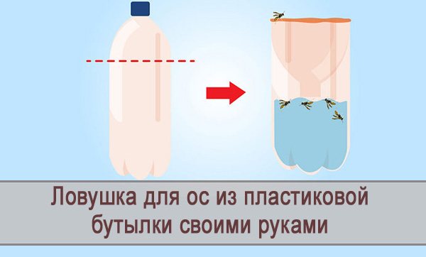 Machen Sie mit Ihren eigenen Händen eine Falle für Wespen aus einer Plastikflasche