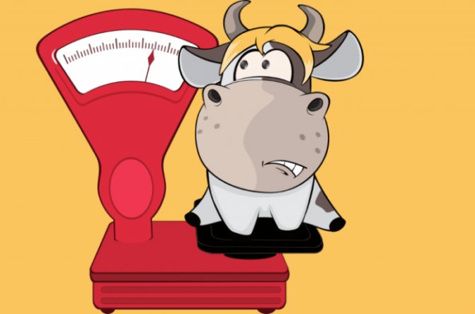 Измерване на теглото на говедата
