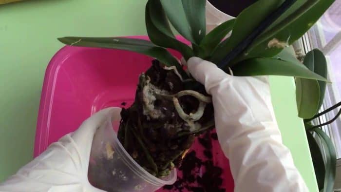 отстраняване на орхидеята от чашата