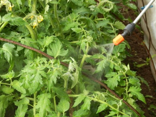 iodine against phytophthora on tomatoes
