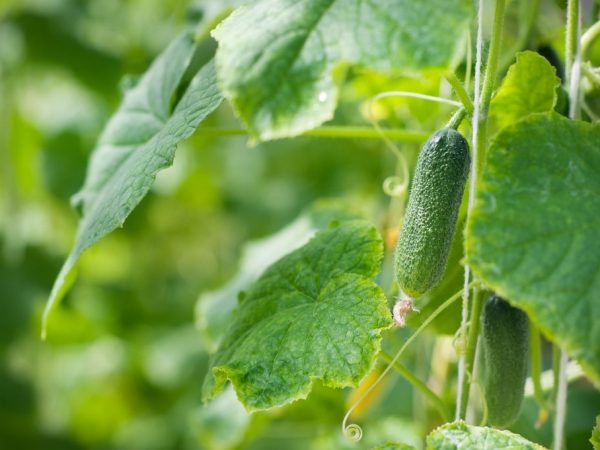 Iodine in high concentration can be dangerous for cucumbers