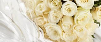 proč dávají bílé růže