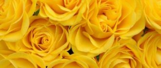 Защо да давате жълти рози и възможно ли е да давате жълти цветя на момичета?
