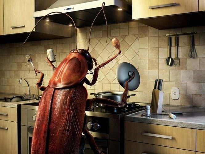Защо хлебарки се появяват в апартамента