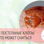 why do bedbugs dream