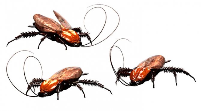 Varför drömmer kackerlackor mycket och lever