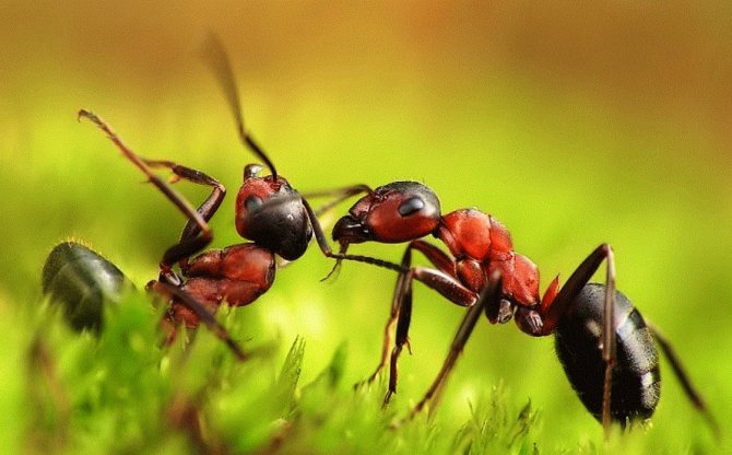 Why do many ants dream in a dream, in large numbers?
