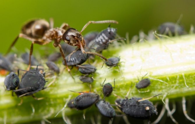 De ce visează furnicile mari, mici, zburătoare într-un vis?