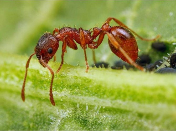 Mengapa semut bermimpi dalam mimpi di badan mereka, merangkak di kaki, di kepala, di rambut mereka?