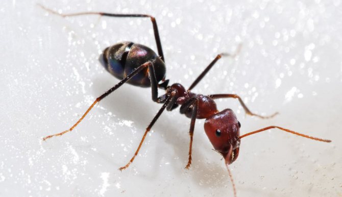 Защо мравки мечтаят насън в къща, апартамент, в кухнята, стените, в леглото?