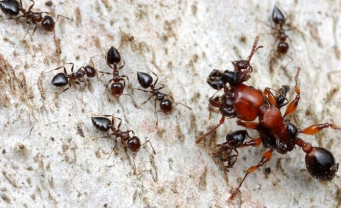 لماذا ترى النمل والعناكب والصراصير في المنام في نفس الوقت: تفسير النوم