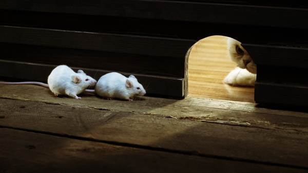 De ce sunt aprinși șoarecii din casă?