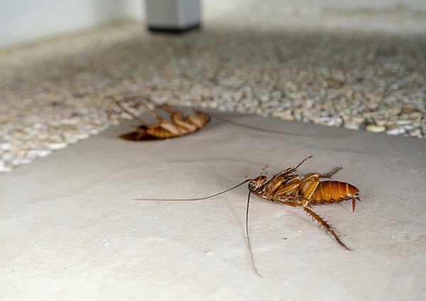 Fortunately, there are many insecticidal products on the market today that can effectively fight cockroaches in an apartment.