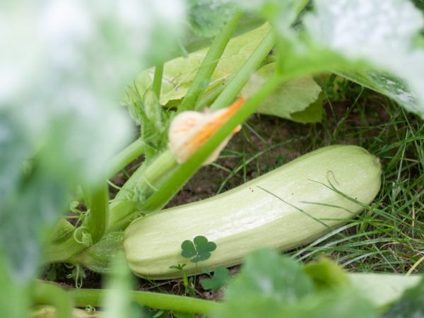 Zucchini are planted on prepared beds