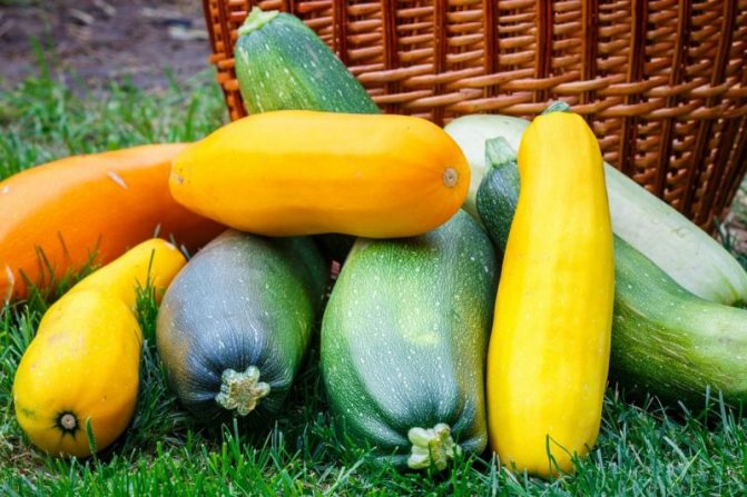 Zucchini Kavili F1 variety description features of cultivation and crop care harvesting and storage