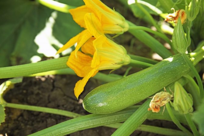 Zucchini Kavili F1 variety description features of cultivation and care of the crop harvesting and storage