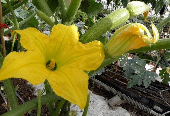 Zucchini variety "Rolik" is quite resistant to damage by major pests and diseases