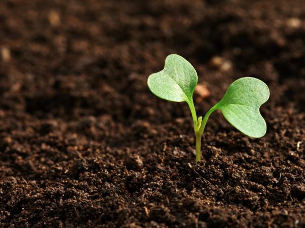Soil quality plays a big role in plant development