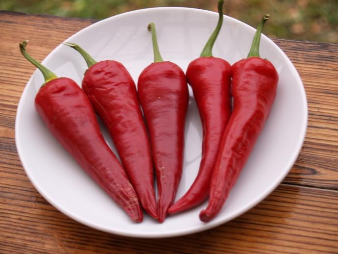 Cayenne pepper is used as an adjuvant in the treatment of some common diseases