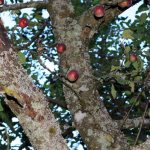 كيفية التعامل مع خنفساء اللحاء على شجرة تفاح - نصائح من البستانيين