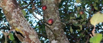 How to deal with a bark beetle on an apple tree - tips from gardeners