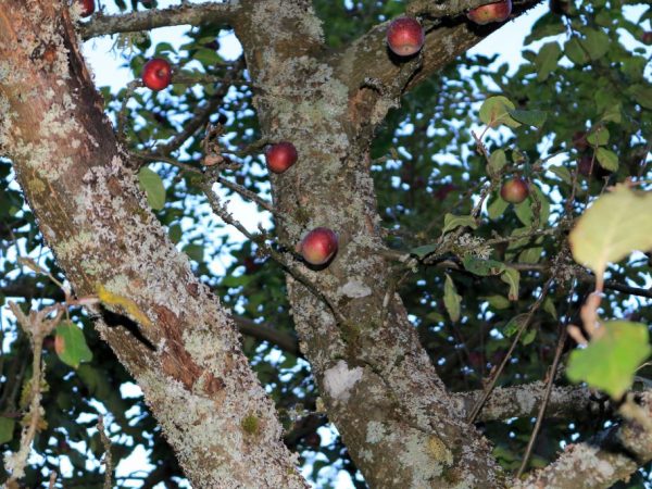 Cara mengatasi kumbang kulit kayu di pokok epal - petua dari tukang kebun