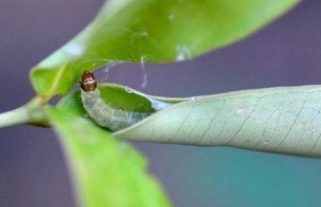 Hur man hanterar en bladrulle på ett päron