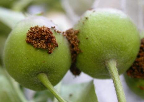 Hur man hanterar en bladrulle på ett päron