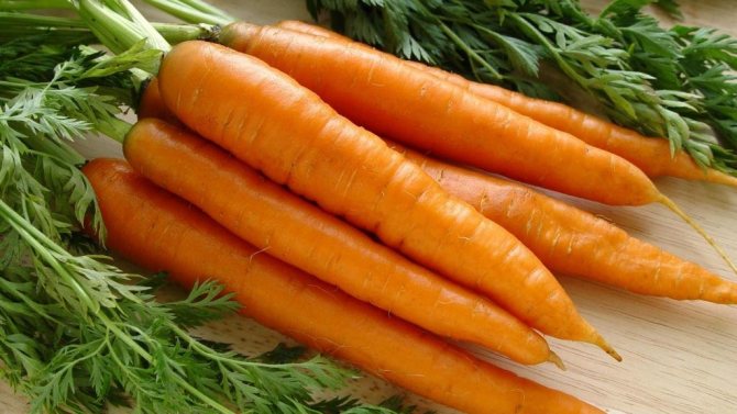 Как да се справим с морковената муха народни средства