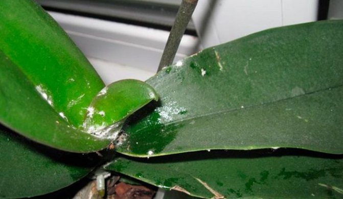 Как да се справим с брашнестите бъгове по орхидеите